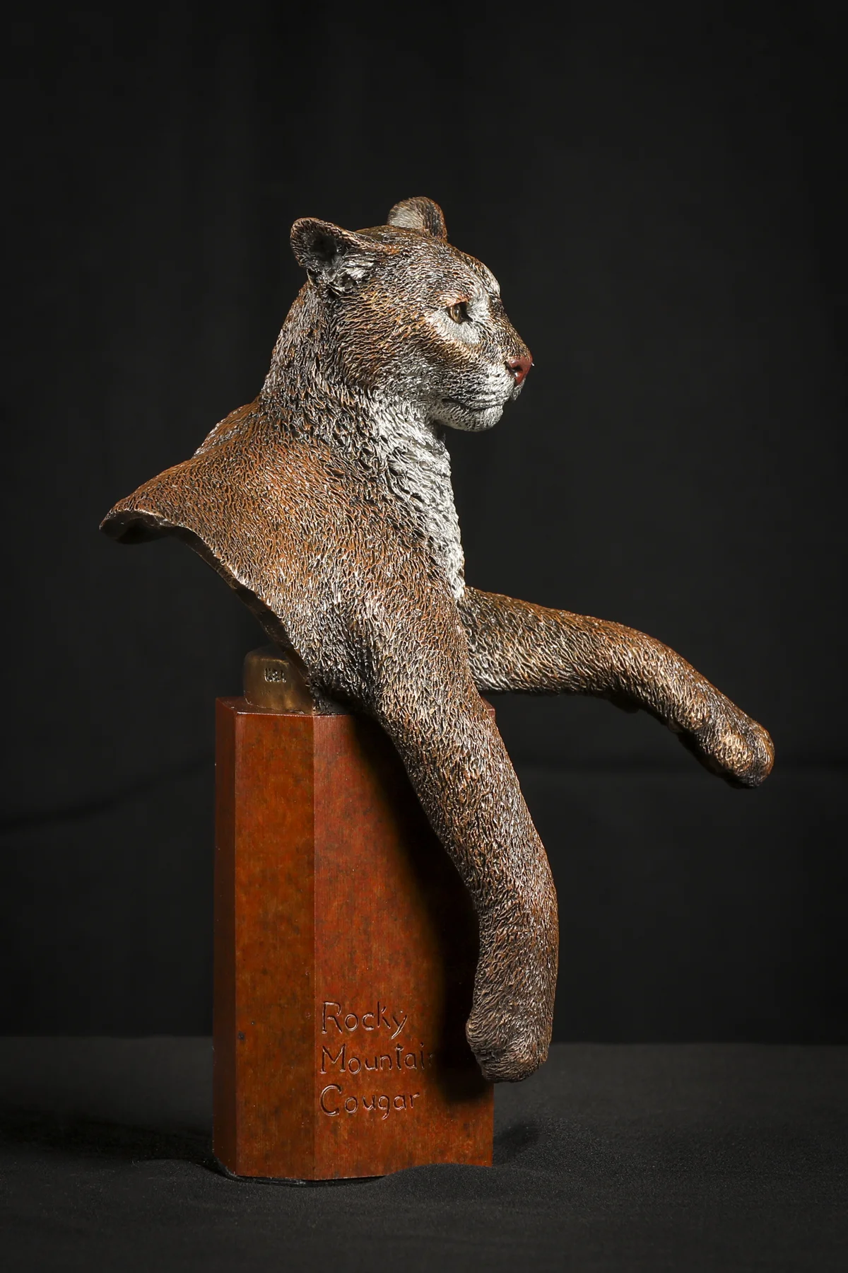 Rocky Mountain Cougar